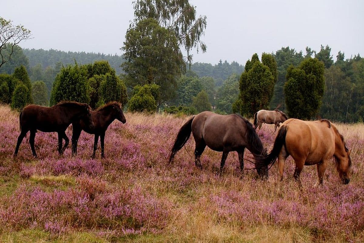 Radenbachtal Undeloh Dülmener Wildpferde