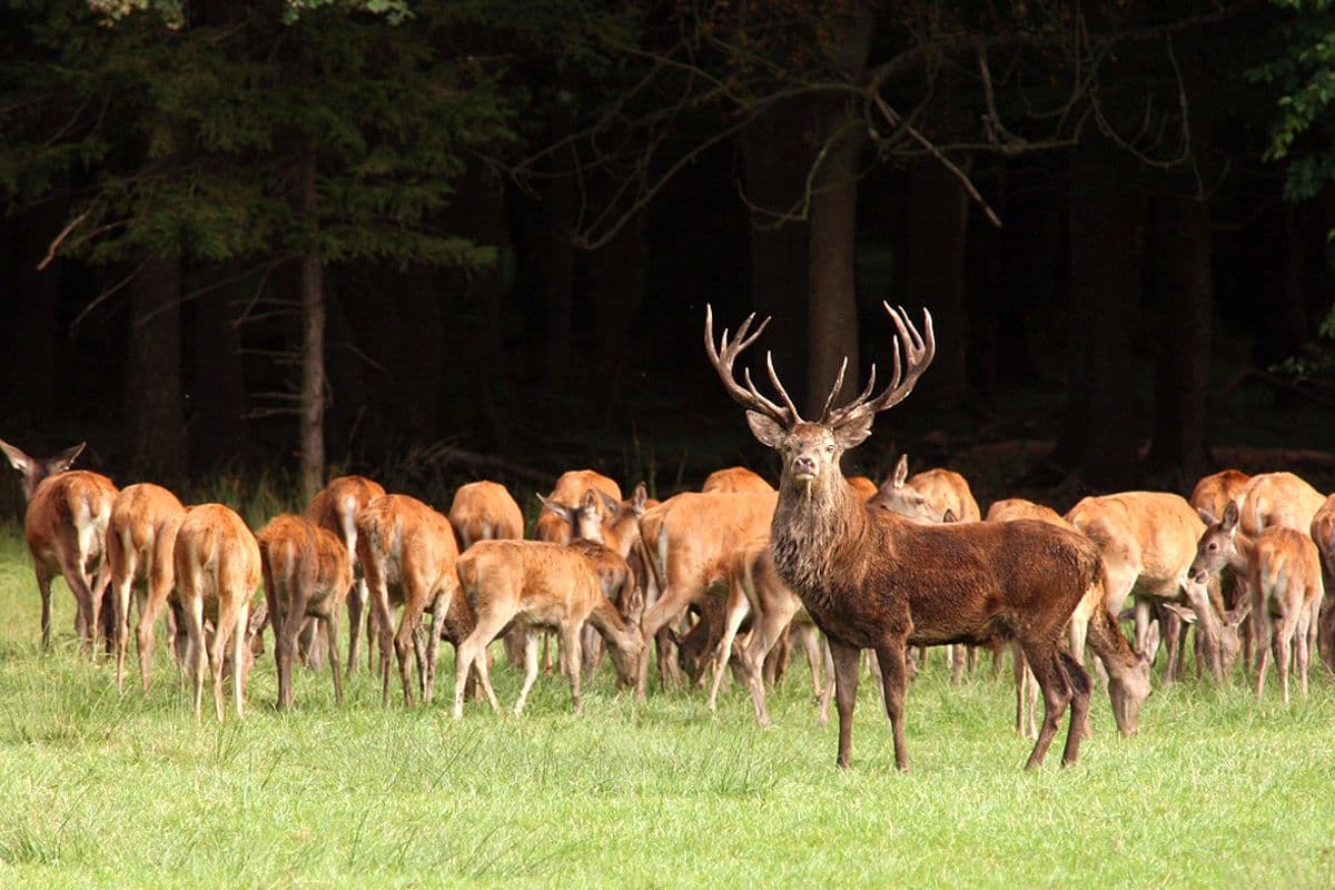 Hirschbrunft in der Südheide