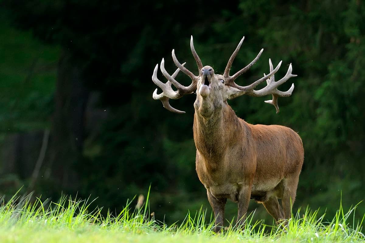 Hirschbrunft in der Südheide