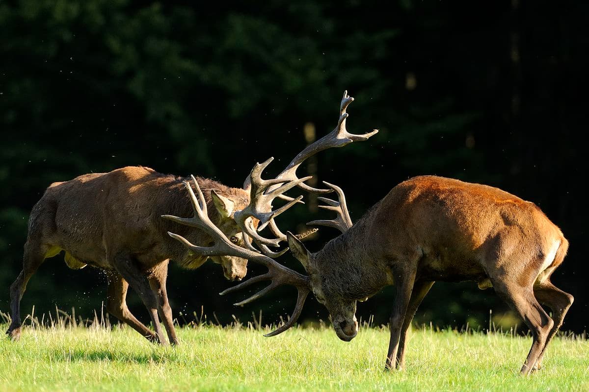 Hirschbrunft in der Südheide