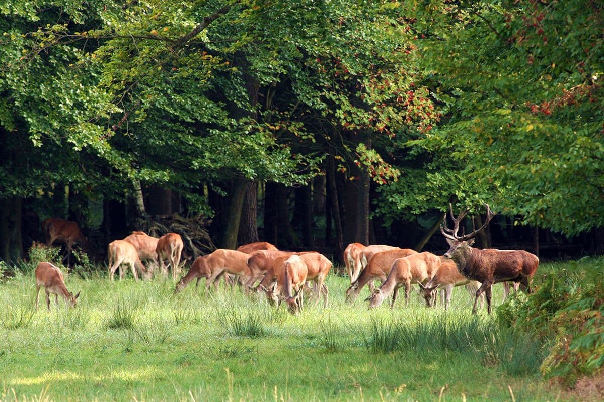 Hirschbrunft in der Südheide