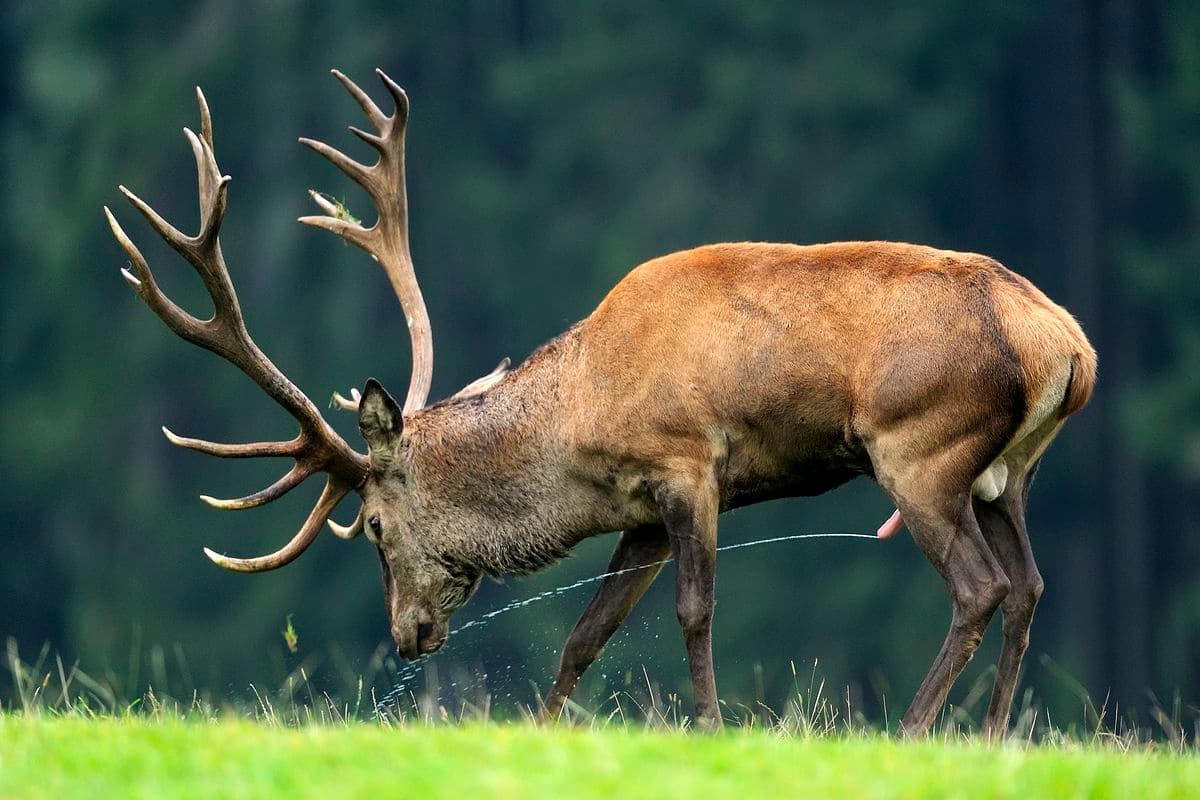 Hirschbrunft in der Südheide