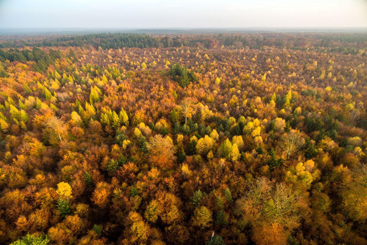 Luftaufnahme vom Lüßwald im Herbst
