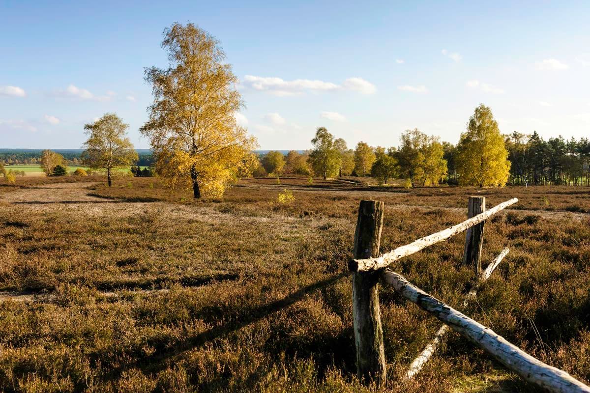 Wietzer Berg bei Müden (Örtze)