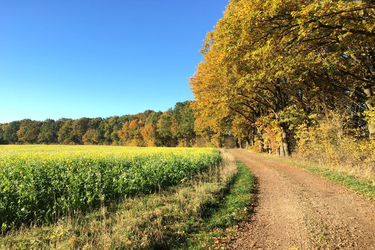 Auf dem Aller-Radweg bei Wietze