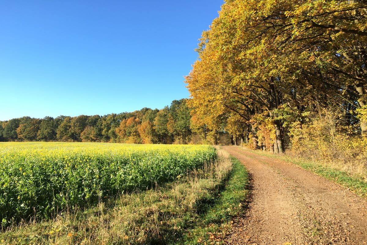 Auf dem Aller-Radweg in Hornbostel bei Wietze