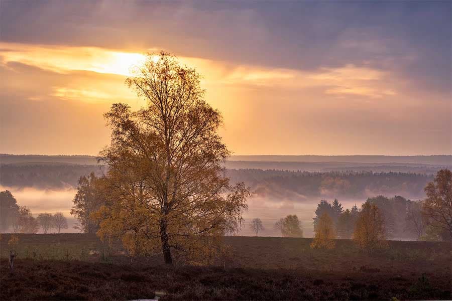 The most beautiful autumn pics of Lueneburg Heath