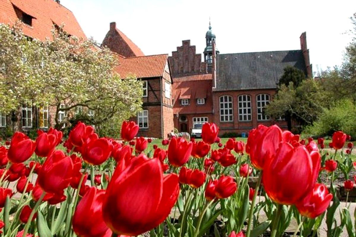 Tulpen im Rathaus-Innengarten, Lüneburg