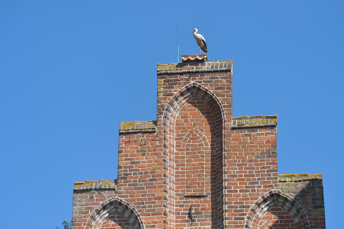 Der Weißstorch auf dem Klostergemäuer