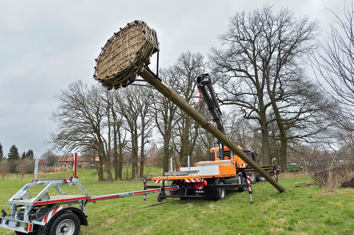 Ein neues Storchennest wird errichtet