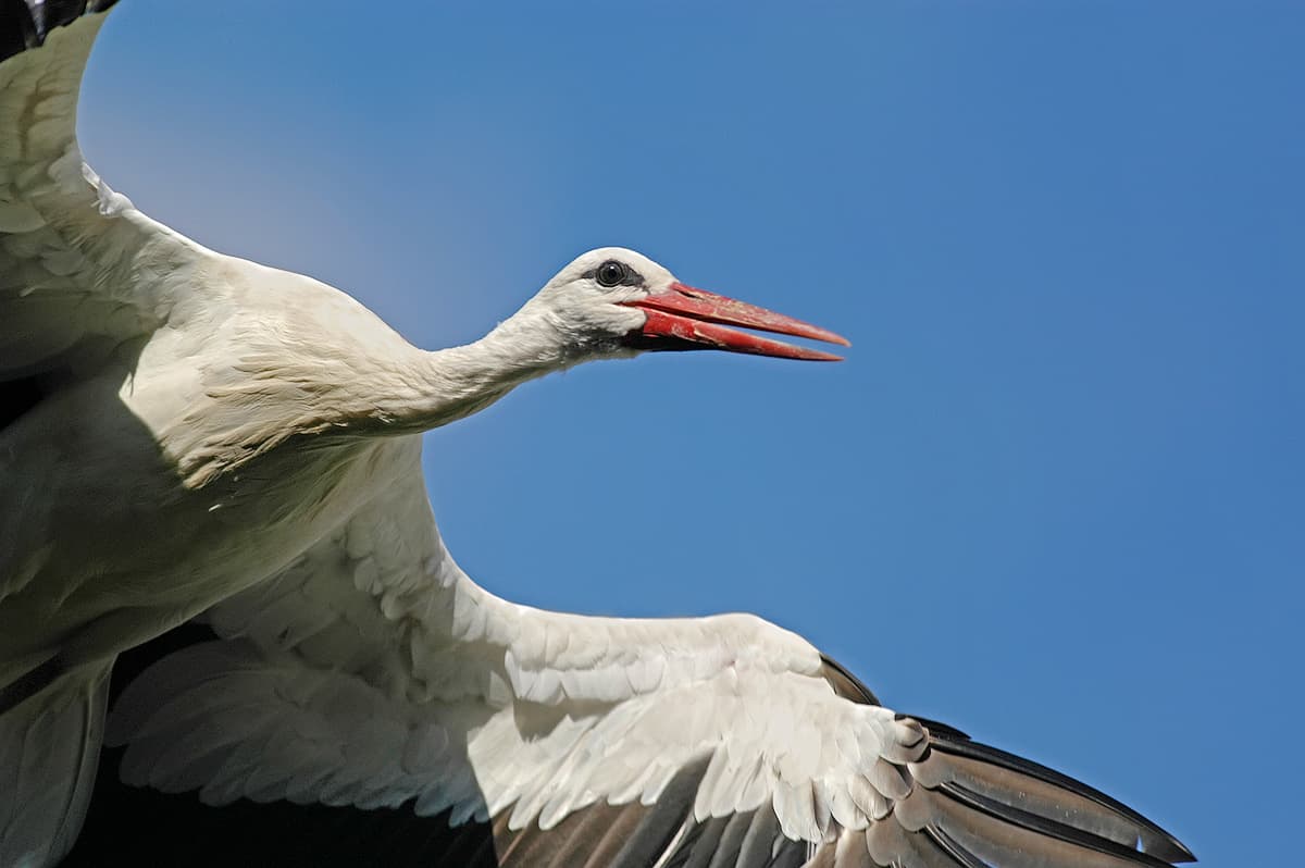 Weißstorch über der Lüneburger Heide