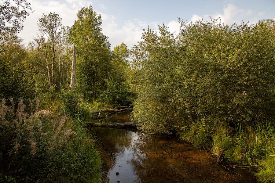 Die Lutter im Bruchwald