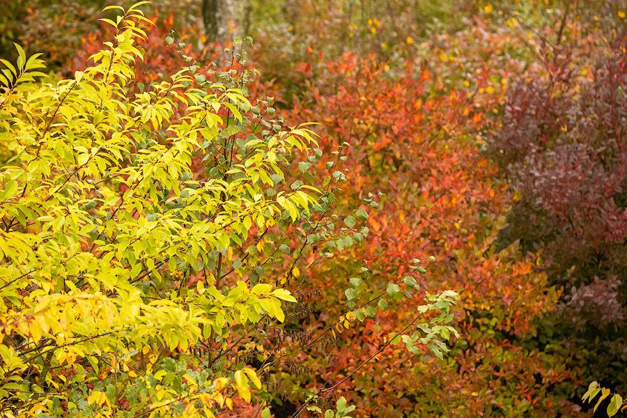 Herbstfarben im Becklinger Moor