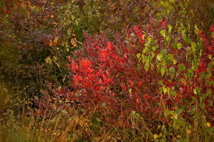 Herbstlaub im Becklinger Moor