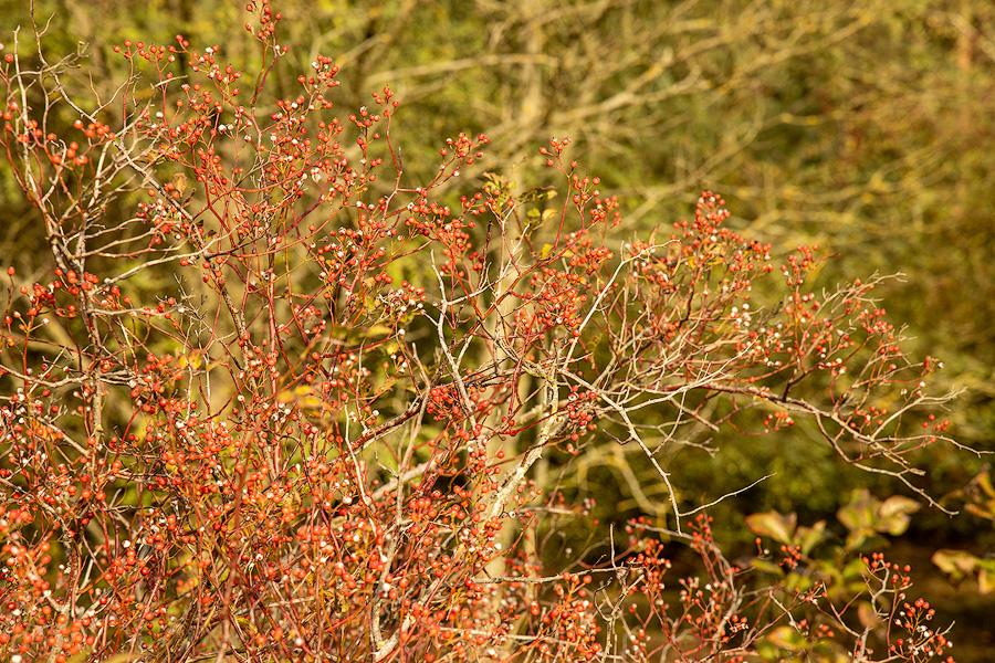 Herbstfarben im Wacholderwald Schmarbeck