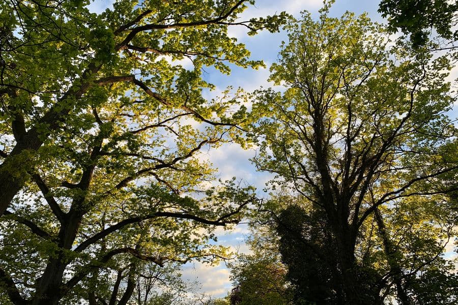 Lichtspiele im Klosterpark