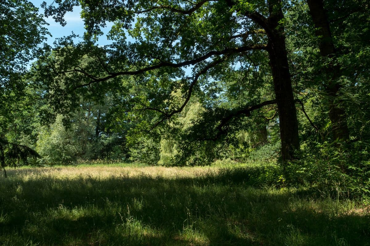 Natur Pur im Klosterpark