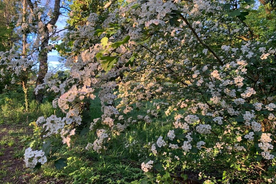 Farbe des Frühlings im Klosterpark