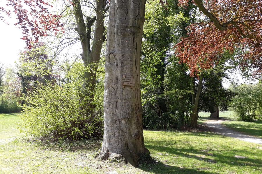 Blutbuchen im Klosterpark