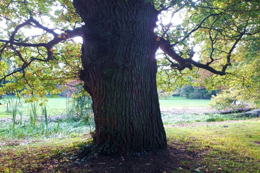 Eiche im Klosterpark