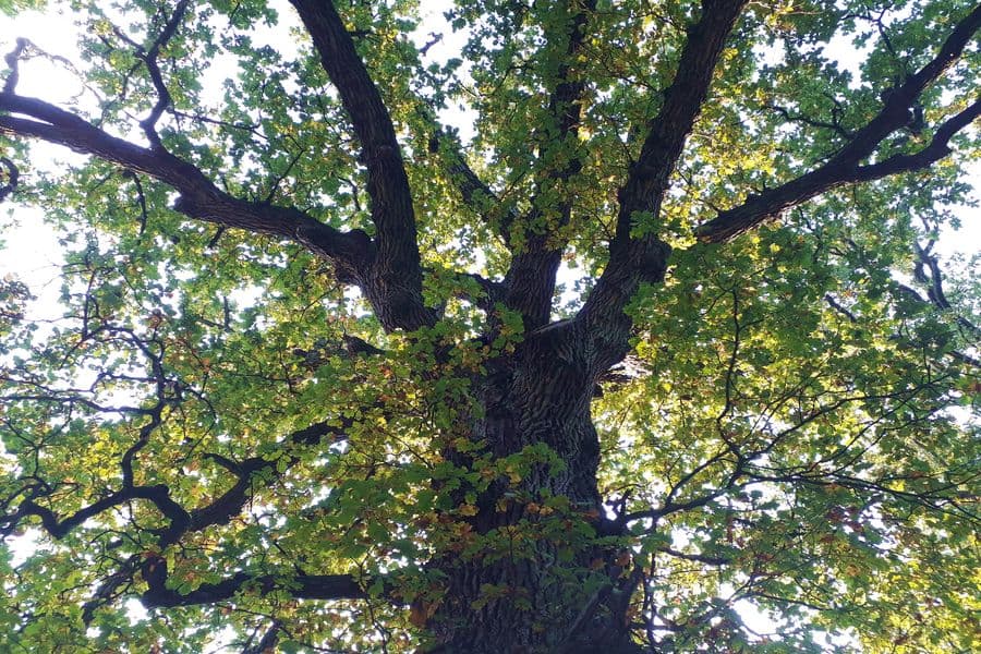 Mächtige Baumkronen im Klosterpark