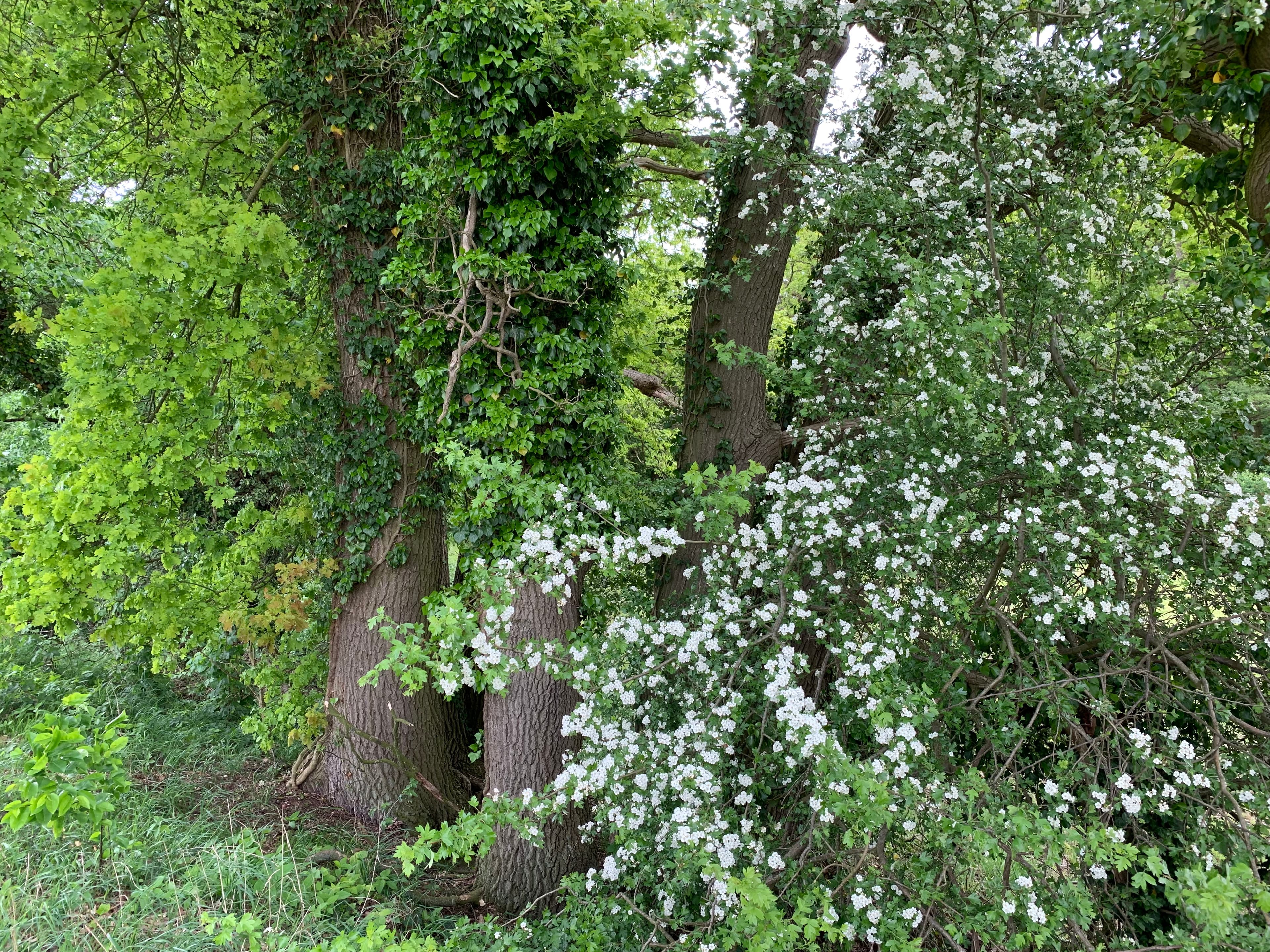 Frühling im Klosterpark