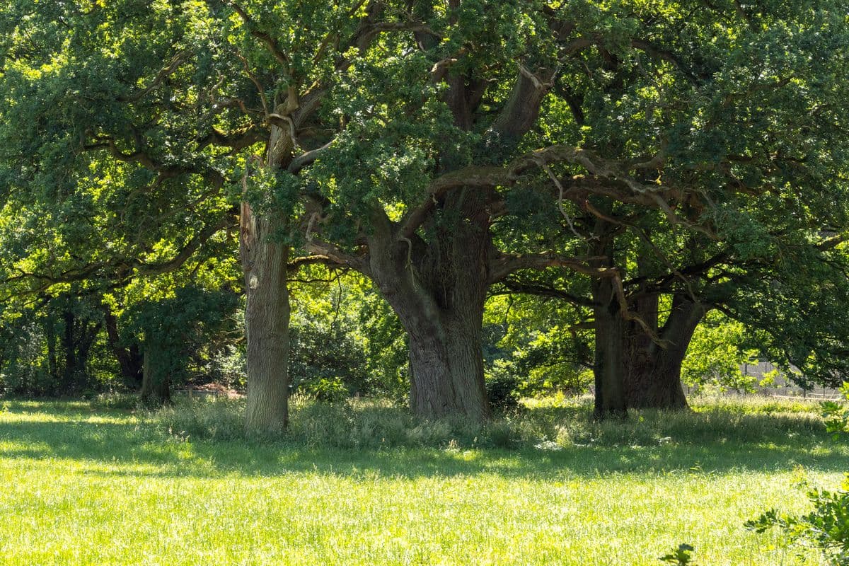 Sommer im Klosterpark Wienhausen