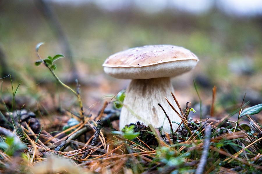 Pilze in den Wäldern des Tiefentals