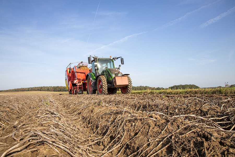 Kartoffeln Lüneburger Heide mit dem Kartoffelroder aus der Erde geholt