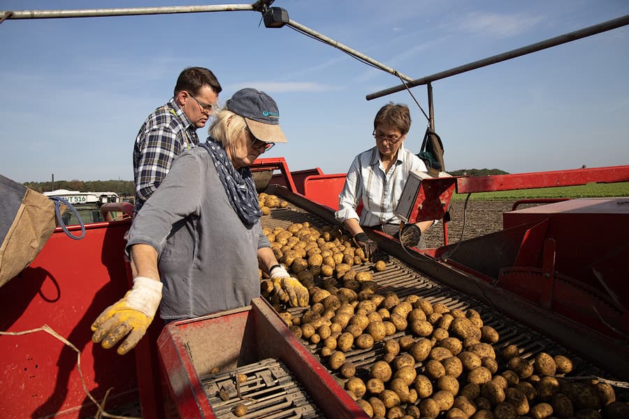 Nach dem Roden werden die Heidekartoffeln sortiert