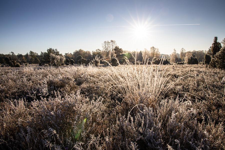 Der erste Frost in der Oberoher Heide