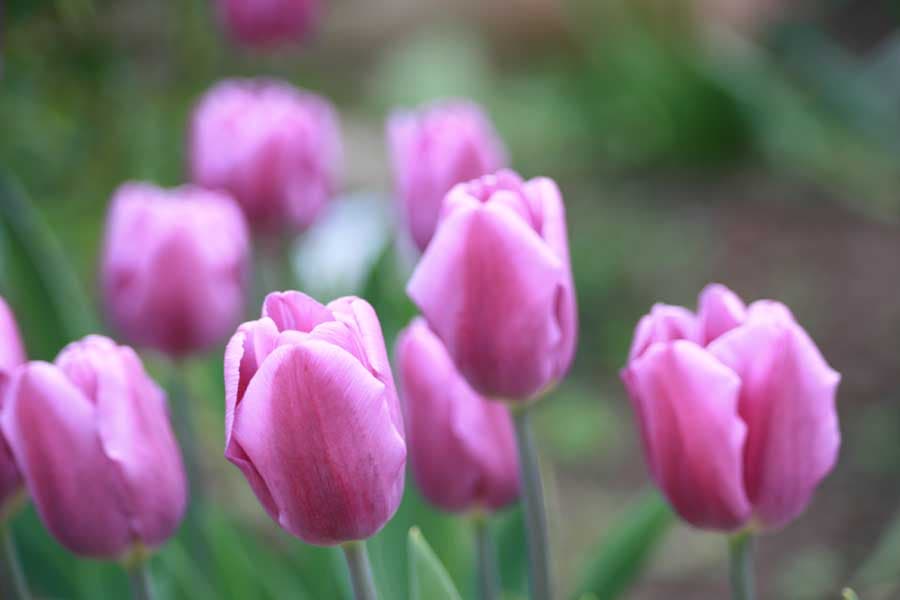 Frühling in der Lüneburger Heide