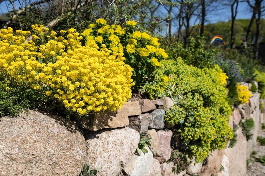 Frühling in der Lüneburger Heide