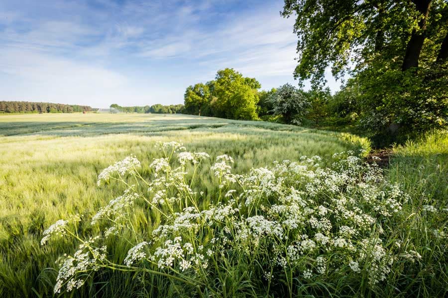 Frühling in der Lüneburger Heide