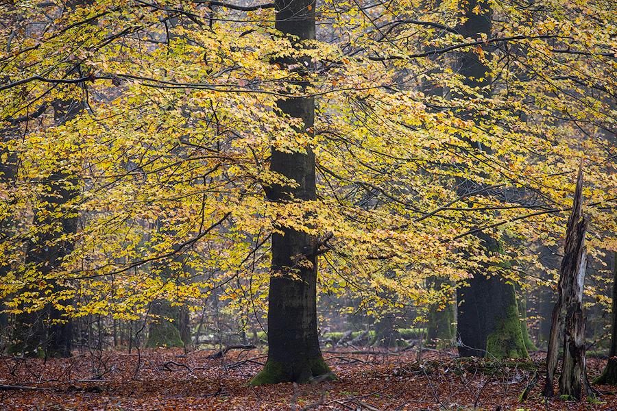Herbstfarben im nebligen Lüßwald