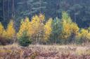 Herbstfarben im nebligen Lüßwald