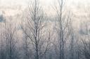 Frost im Becklinger Moor