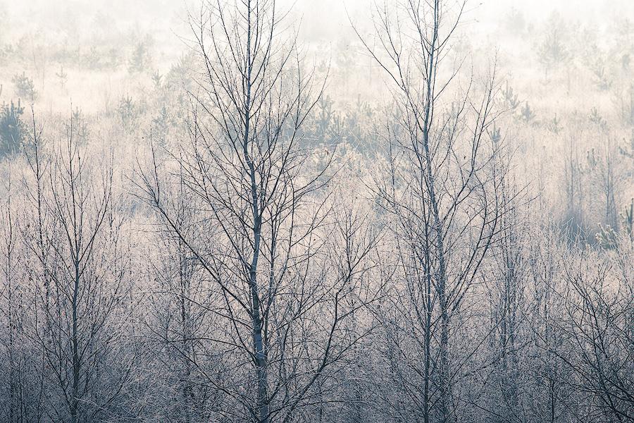 Frost im Becklinger Moor