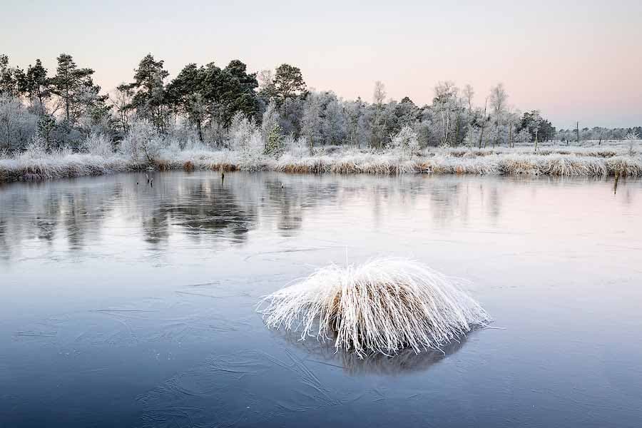 Zugefrorener See im winterlichen Pietzmoor in Schneverdingen Lüneburger Heide