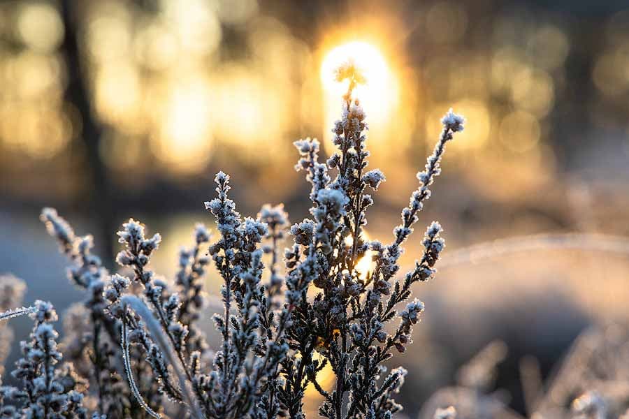 Gefrorene Heidepflanze im Pietzmoor in Schneverdingen im Winter Lüneburger Heide