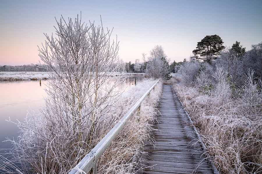 Raureif im Pietzmoor, Rundweg 5 km im Winter Schneverdingen Lüneburger Heide