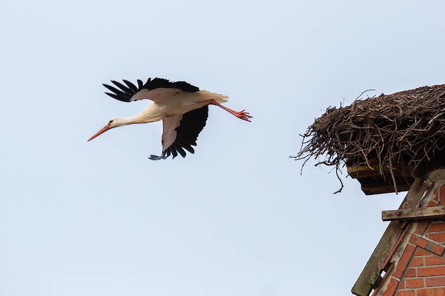 13.02.2020: Storch in Großmoor