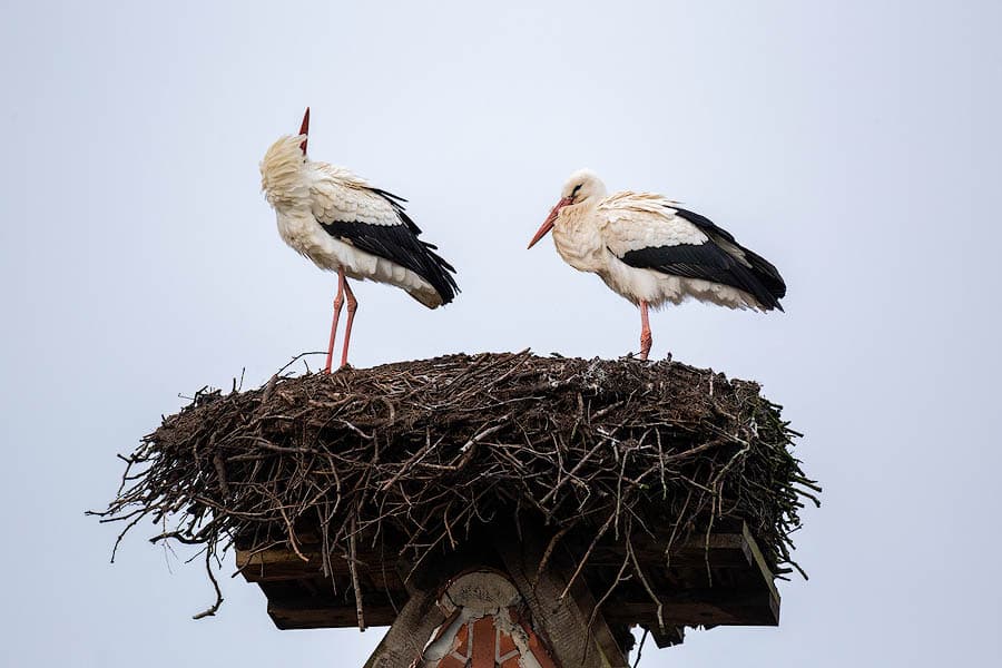 die störche kehren früher aus ihrem winterquartier zurück