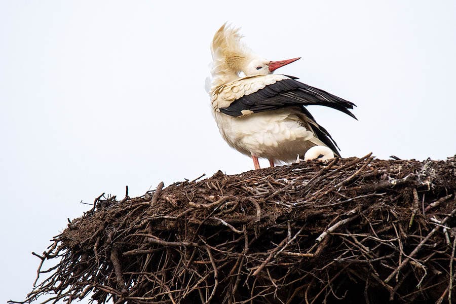 sofort nach der rückkehr baut der storch sein nest