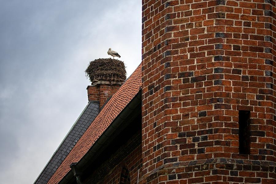Auch das Nest auf dem Kloster Wienhausen ist wieder von einem Storch besetzt. 