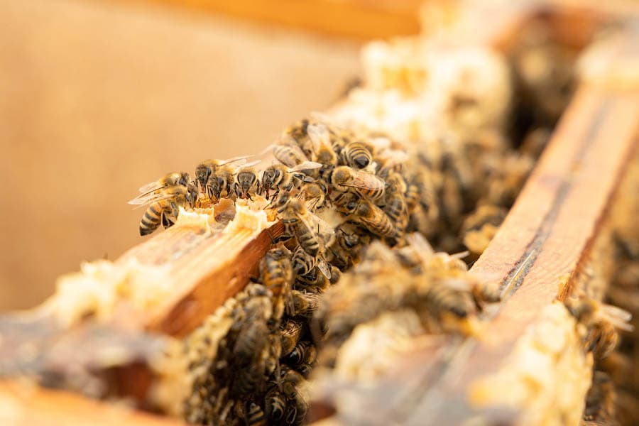 Nahaufnahme von Honig bienen im Bienenstock