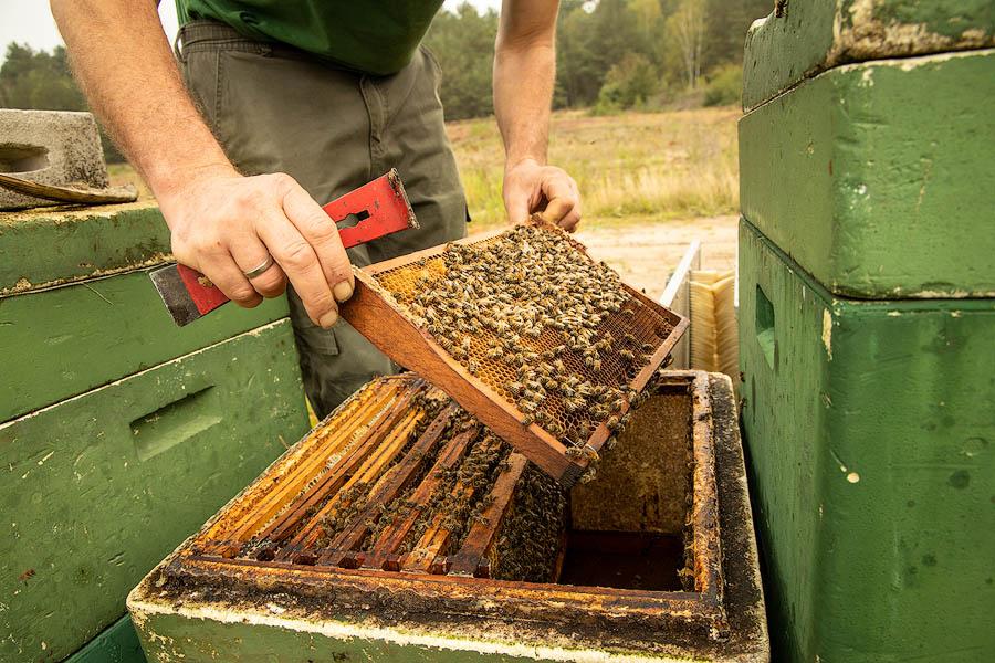 Kontrolle der Bienenvölker