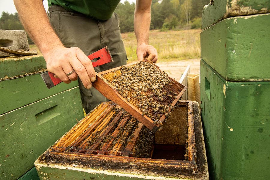 Der Imker kontrolliert regelmässig die Bienenvölker der Heide