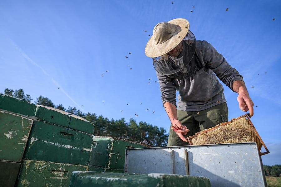 Interview mit dem Imker über die Honig Produktion in der Heide