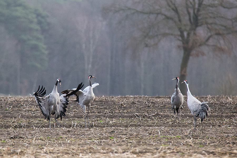 Tanz der Kraniche bei der Balz in der Lüneburger Heide